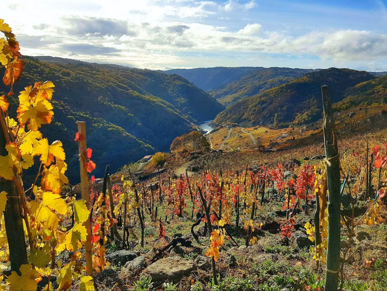 Vinos de la bodega: Finca Scintilla