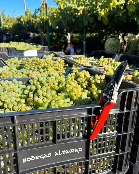 Vinos de la bodega: Albamar
