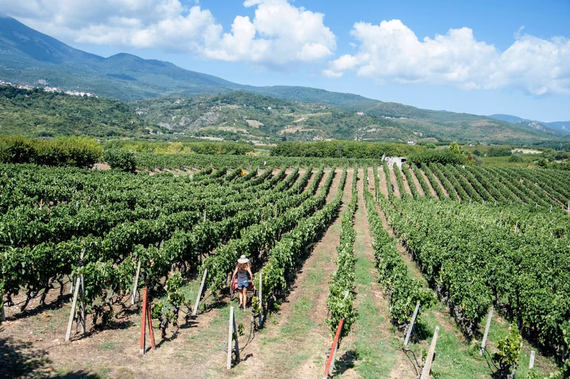 Vinos de la bodega: Diamantakos