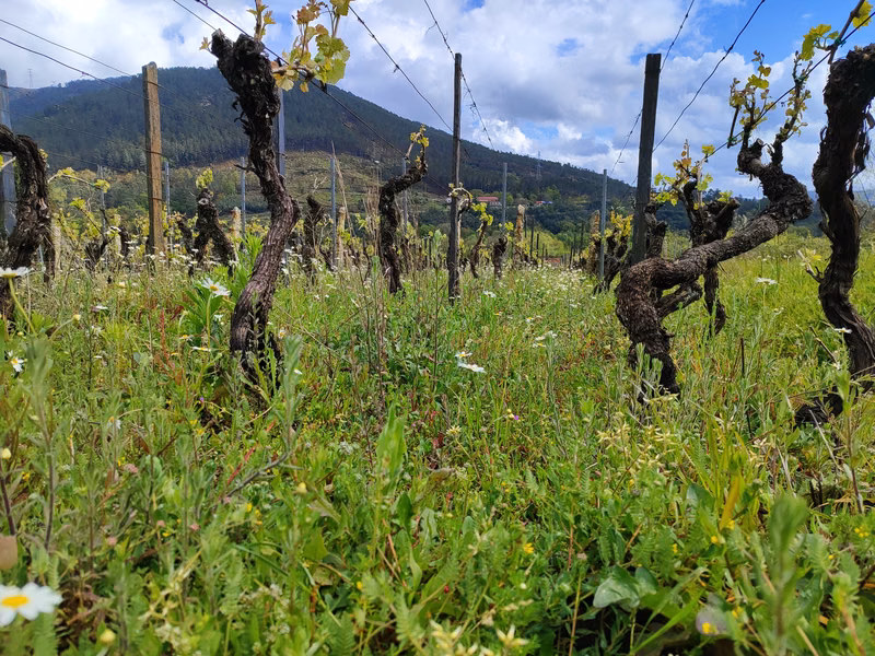 Vinos de la bodega: Microparaxes