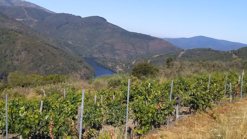 Vinos de la bodega: Atrium Vitis